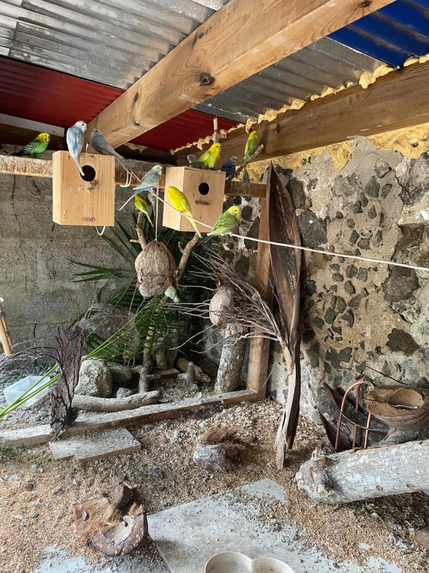 Hotel Les Hamacs Aux Saintes Terre-De-Haut Zewnętrze zdjęcie